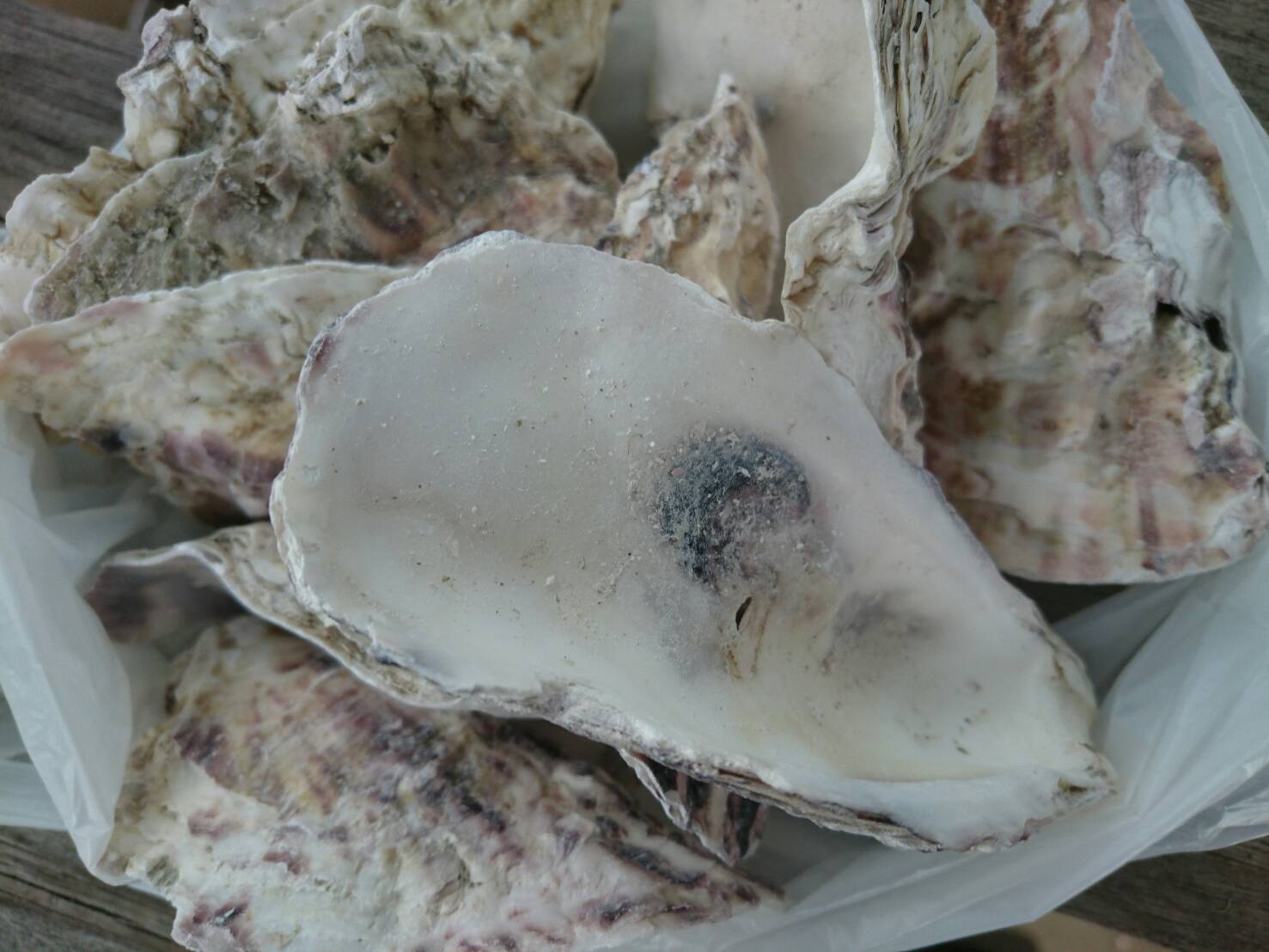 画像1: 牡蠣殻500g (1)
